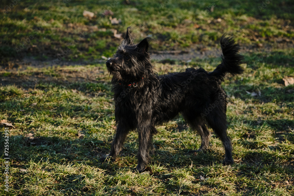 A cute black shaggy bearded mongrel puppy walks in a spring park. Happy active dog stays in a green clearing with serious face. A cute black shaggy bearded mongrel puppy walks in a spring park. Happy active dog stays in a green clearing with serious face.