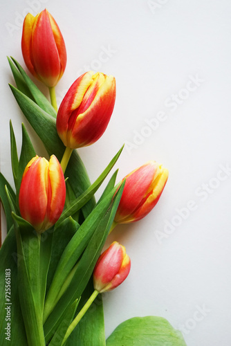 Red and yellow tulips on a white background