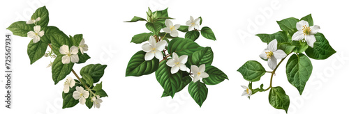 Houttuynia cordata isolated on transparent background cutout photo