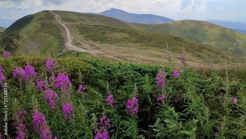 Beautiful ivan tea flowers in carpathian mountains photo