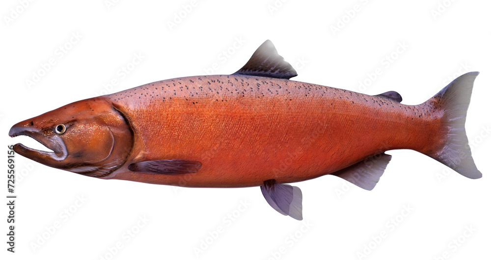 3D Rendering Chinook Salmon Fish on White 3D Rendering Chinook Salmon Fish on White