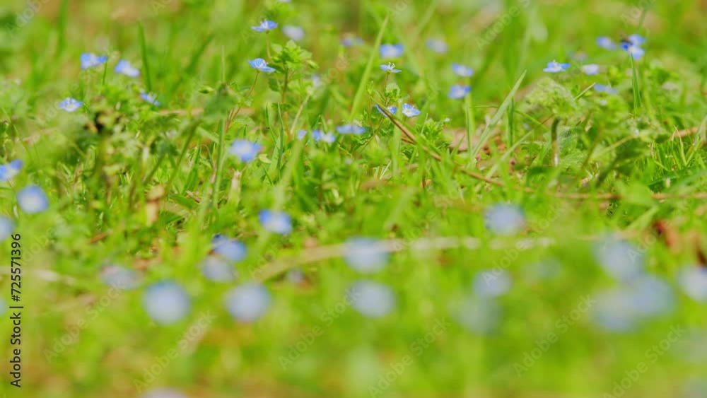 Spring Flowers. Blue Forget-Me-Nots Bloomed In The Garden. Amazing Spring Forget-Me-Not Flowers. Spring Flowers. Blue Forget-Me-Nots Bloomed In The Garden. Amazing Spring Forget-Me-Not Flowers.