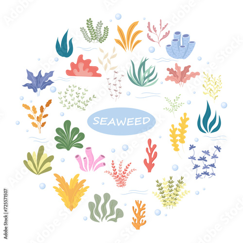 A set of seaweed. Vector illustration.