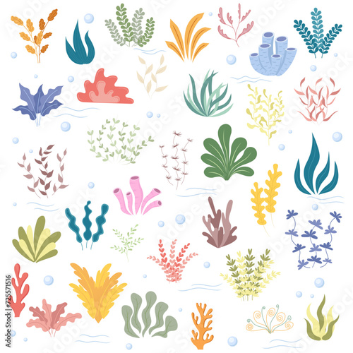 Sea plants and algae set. Plants in the aquarium. Vector illustration.