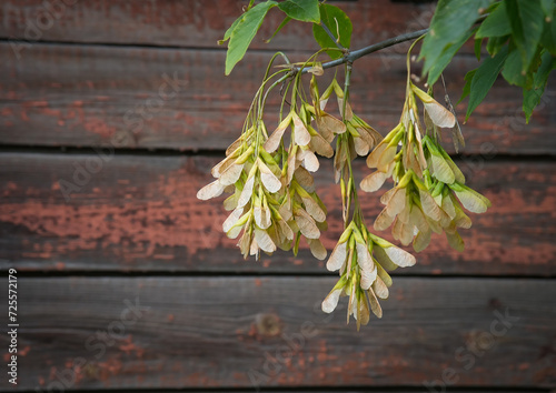 Bunches of maple seeds on the wooden background.