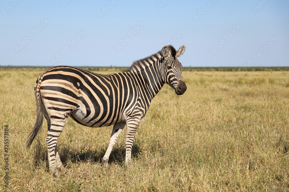 Naklejka premium Steppenzebra / Burchell's zebra / Equus quagga burchellii