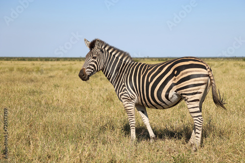 Steppenzebra   Burchell s zebra   Equus quagga burchellii