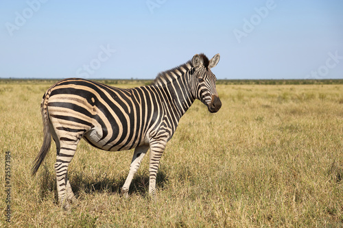 Steppenzebra / Burchell's zebra / Equus quagga burchellii © Ludwig