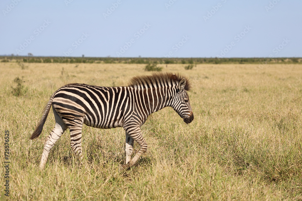 Steppenzebra / Burchell's zebra / Equus quagga burchellii. Steppenzebra / Burchell's zebra / Equus quagga burchellii.
