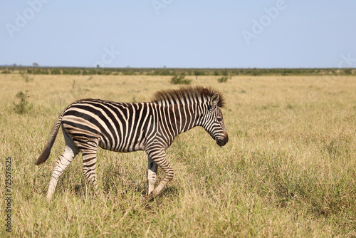 Steppenzebra / Burchell's zebra / Equus quagga burchellii. © Ludwig