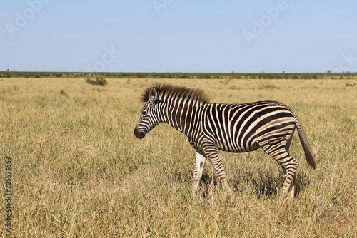 Steppenzebra   Burchell s zebra   Equus quagga burchellii.