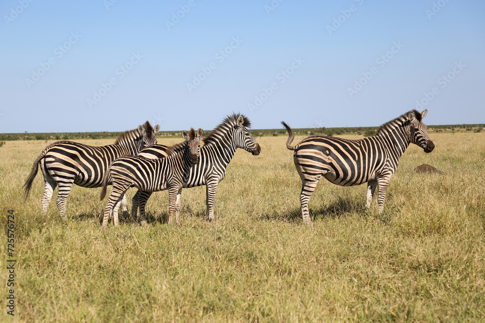 Steppenzebra / Burchell's zebra / Equus quagga burchellii.