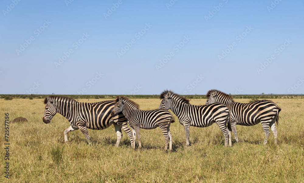 Steppenzebra / Burchell's zebra / Equus quagga burchellii. Steppenzebra / Burchell's zebra / Equus quagga burchellii.