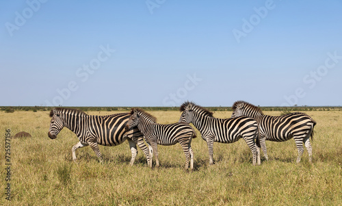 Steppenzebra   Burchell s zebra   Equus quagga burchellii.