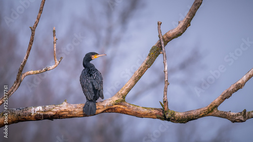 Perched Great Cormorant (Phalacrocorax carbo) surveying the landscape from a high branch, its plumage contrasting with the sky.