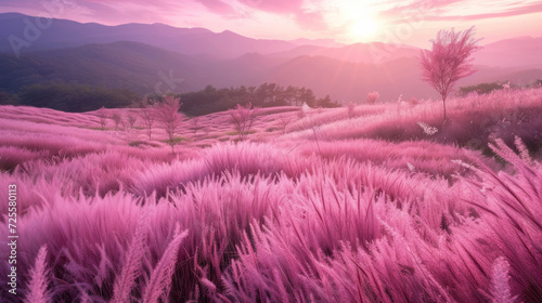 Beautiful pink Hairawn muhly landscape  Republic of Korea.