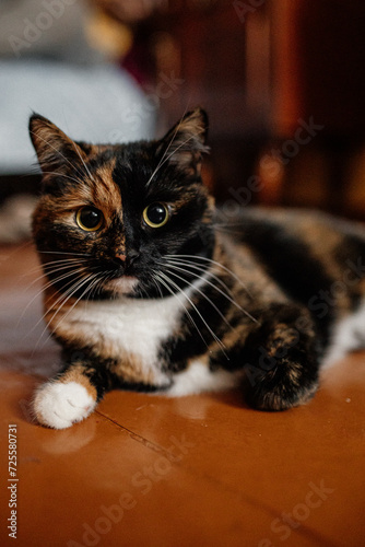 Three-legged cat