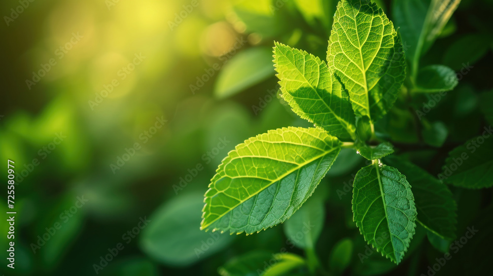 Nature of green leaf in garden at summer. Natural green leaves plants using as spring background cover page environment ecology or greenery wallpaper.