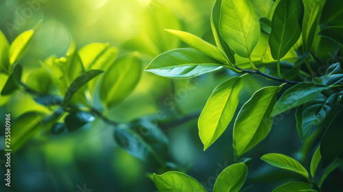 Nature of green leaf in garden at summer. Natural green leaves plants using as spring background cover page environment ecology or greenery wallpaper. © Santy Hong