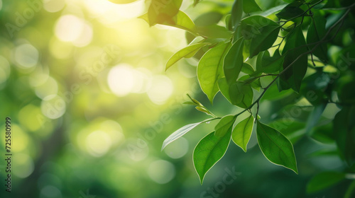 Nature of green leaf in garden at summer. Natural green leaves plants using as spring background cover page environment ecology or greenery wallpaper.