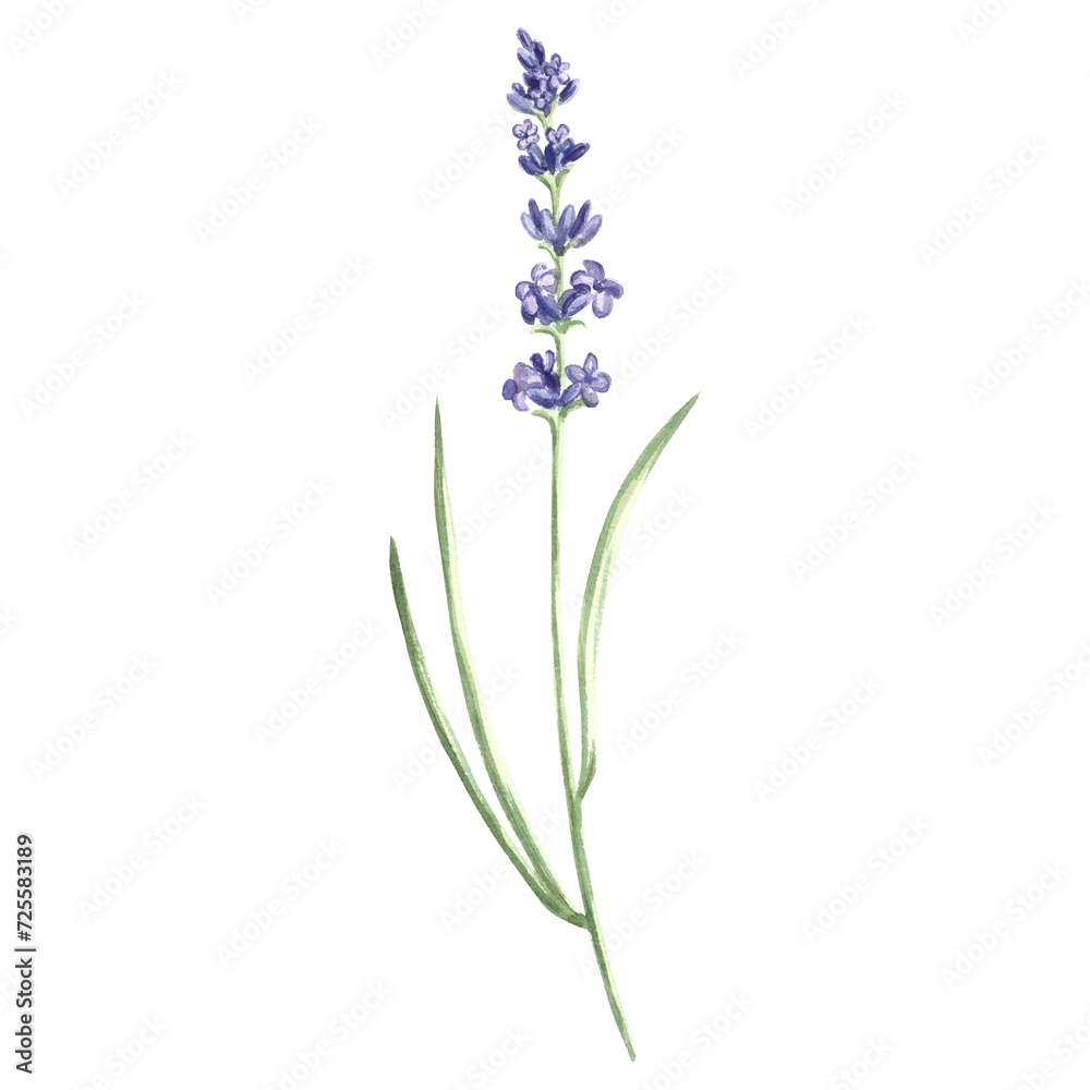 Obraz premium Lavender flowers sprig purple, watercolor illustration. Isolated hand drawn Provence floral bouquet. Botanical drawing template for card, printing packaging or tableware, textile, sticker, embroidery