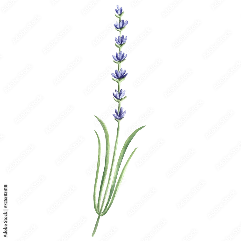 Fototapeta premium Lavender flowers sprig purple, watercolor illustration. Isolated hand drawn Provence floral bouquet. Botanical drawing template for card, printing packaging or tableware, textile, sticker, embroidery