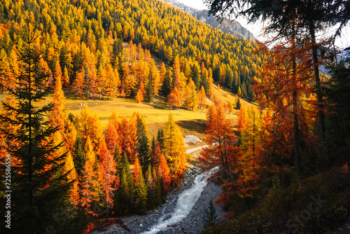 swiss national park, Parc Naziunal Svizzer, in autumn - engading, switzerland - rolling alps with orange green and red colours - river running straight through the swiss national park © Soaps