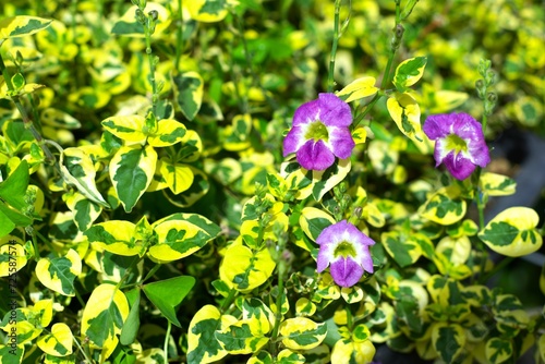 purple flower of asystasia plant in the garden photo