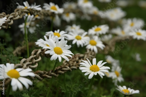 Daisy flowers covering rusty garden chains. Summer natural floral field with range. Generate ai