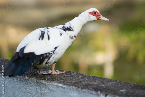 Pato Moscóvia Doméstico. Cairina moschata. Existem várias raças locais ou regionais, e os drakes destes são comumente cruzados com patos domésticos 
