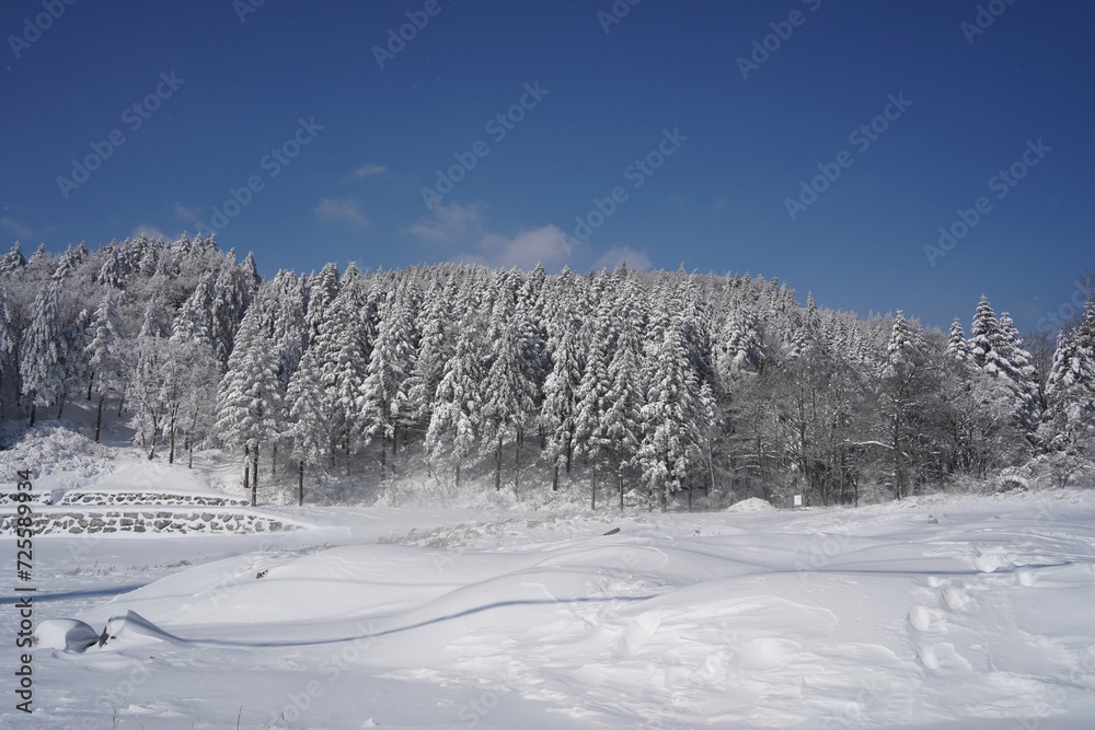 Pine forest covered in white with snow