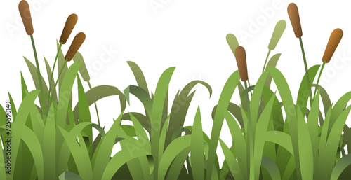 Reeds are growing. Grass densely green. Summer coastal landscape. Bank of river or lake. Cartoon fun style. Flat design. Isolated on white background. Vector