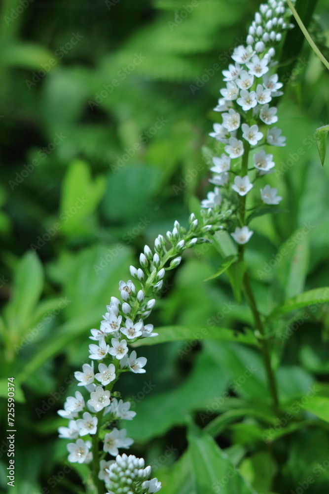 花穂が虎の尾に似た花 花穂が虎の尾に似た花