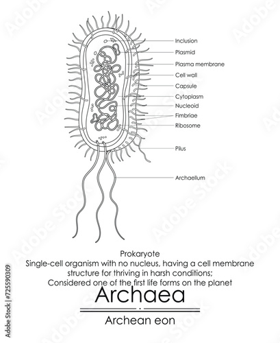 Archaea are considered one of the first life forms on the planet, simple single-cell organisms without a nucleus. Black and white illustration 