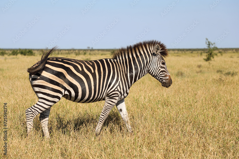 Steppenzebra / Burchell's zebra / Equus quagga burchellii Steppenzebra / Burchell's zebra / Equus quagga burchellii