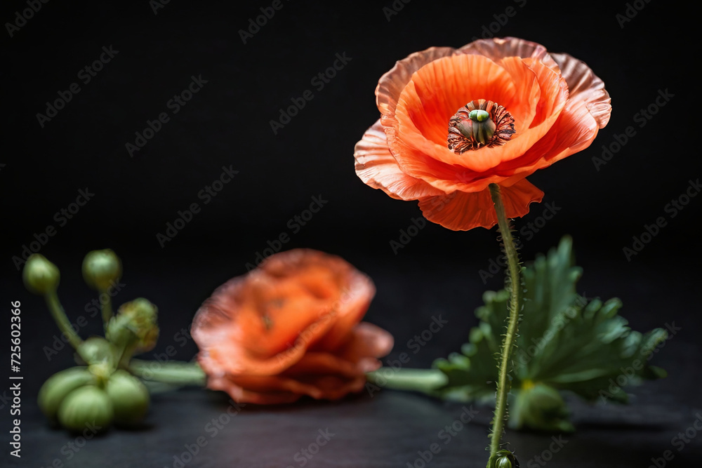 Honor with poppies. A delicate poppy blooms on a black background, a poignant symbol for Remembrance Day, Armistice Day, and Anzac Day. Powerful and timeless image.
