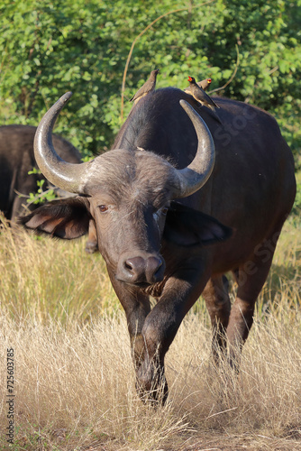 Kaffernbüffel / African buffalo / Syncerus caffer