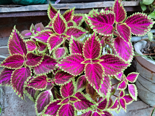 Photos leaves of coleus plant in a pot