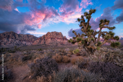 Dawn colors over Spring Mountain Range and a Joshua Tree in Red Rock Nevada 