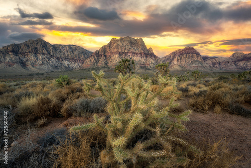 Cholla cactus sunset in Red Rock Canyon Nevada 