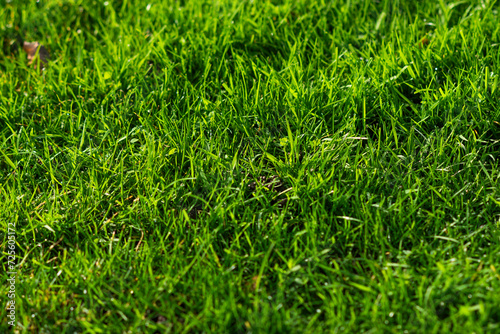 The texture of a beautiful and colorful lawn in the garden in summer.