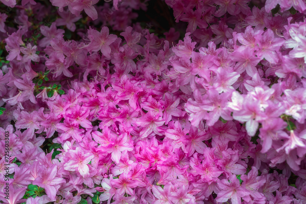 Pink azaleas in spring, close up, can be used as a background Pink azaleas in spring, close up, can be used as a background