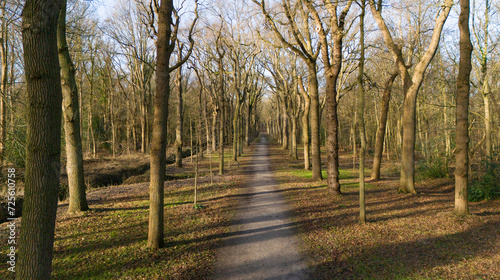 Old trees along a walking path in Oostvoorne in the Netherlands