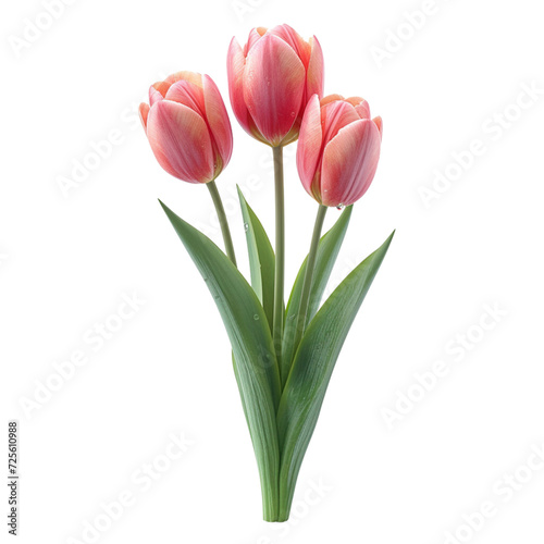 Trio of Pink Tulips with Green Leaves Isolated on White Cutout