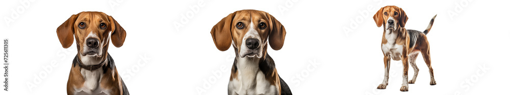 A American Foxhounded dog isolated on transparent background
