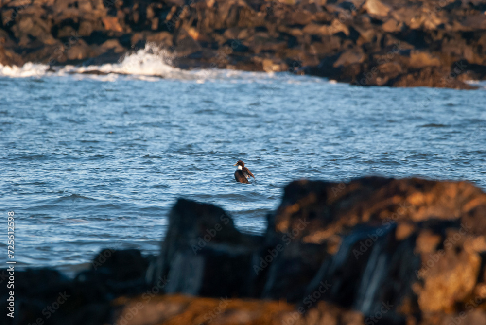Common Eider surfacing in a Narrow strait