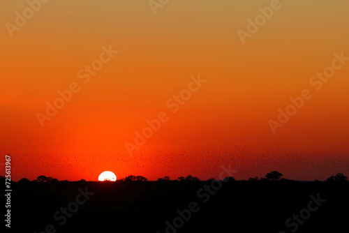 Sonnenuntergang - Krüger Park - Südafrika / Sundown - Kruger Park - South Africa /