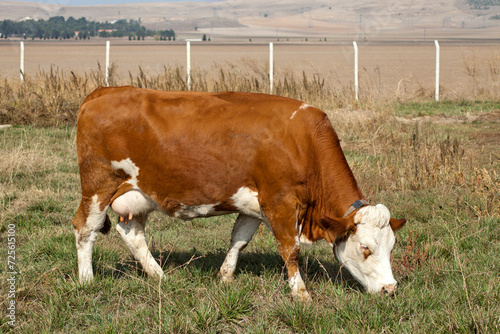 Full-body view of a red and white Simmental dairy cow grazing on green grass pasture.