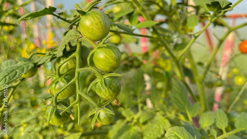 small green tomatoes in the greenhouse