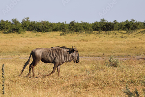 Streifengnu   Blue wildebeest   Connochaetes taurinus.